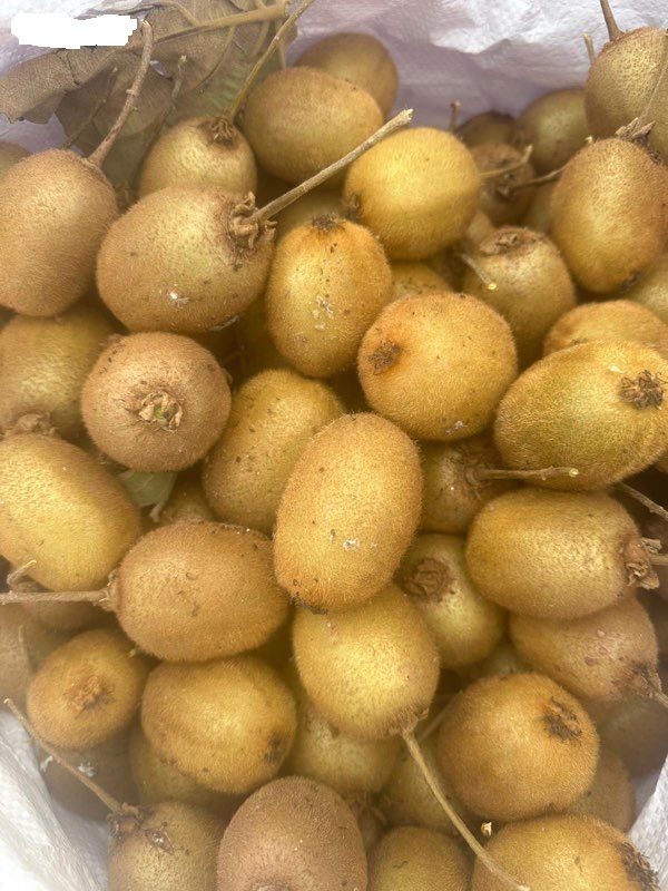 cherche plants de kiwi commun mâle et femelle
