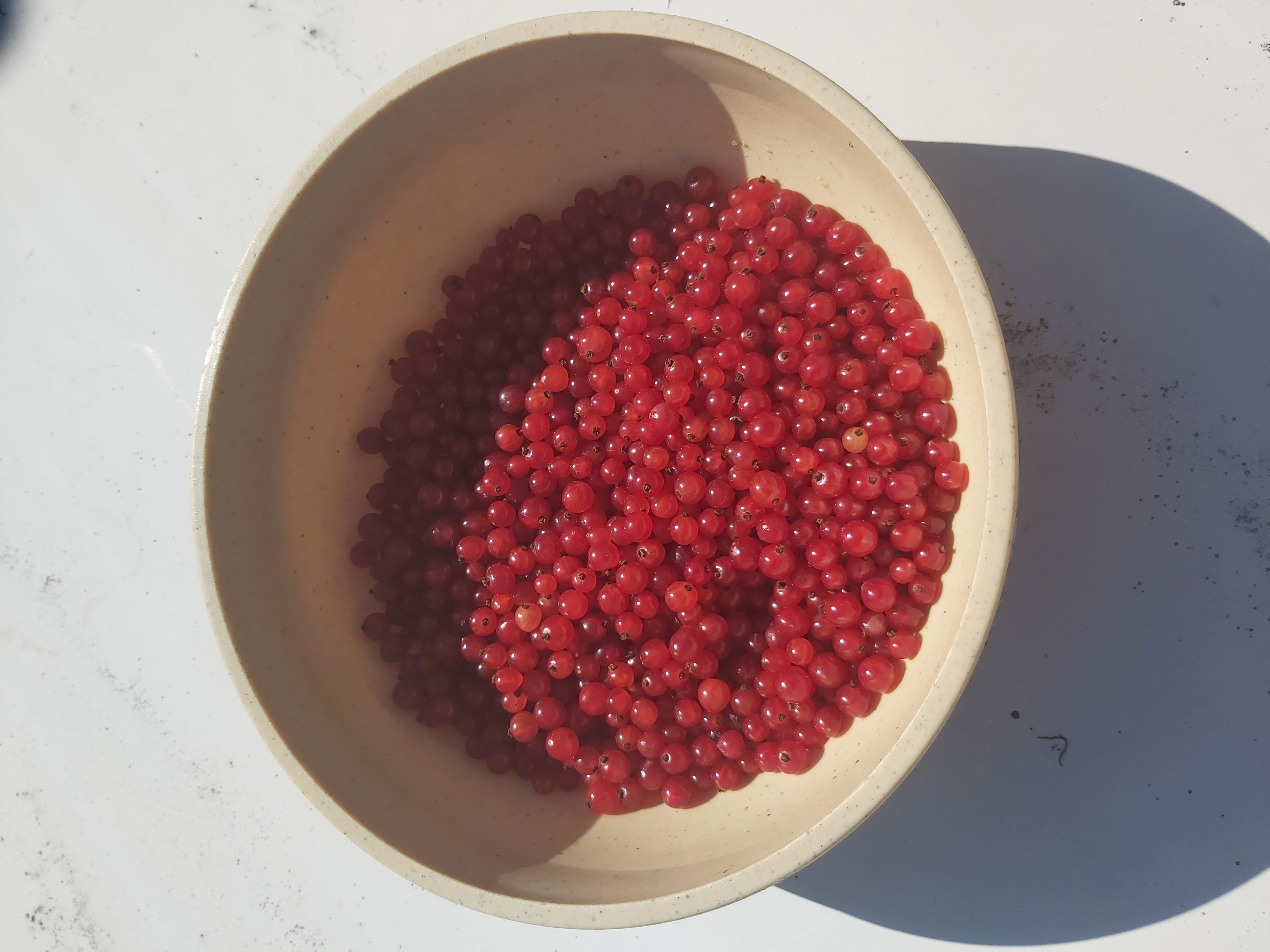 vrac groseille rouge