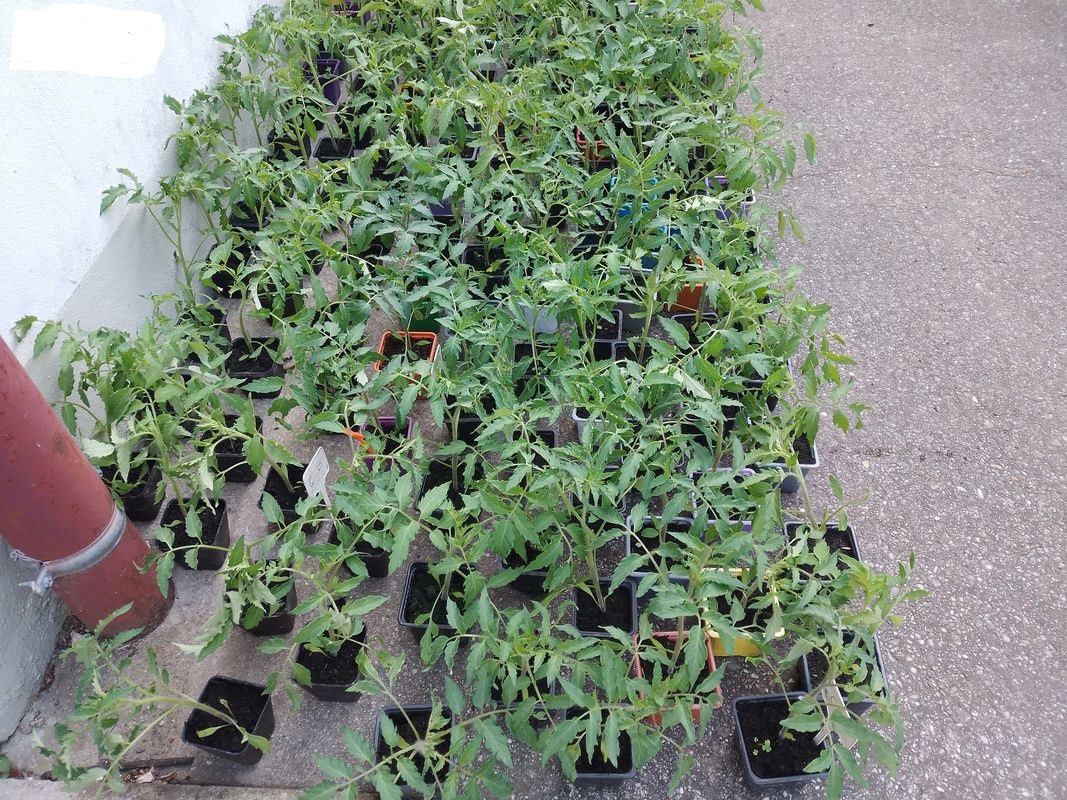 plants de tomate