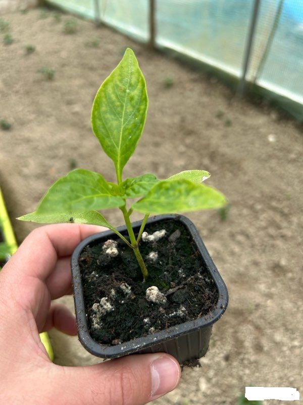 plant de poivron