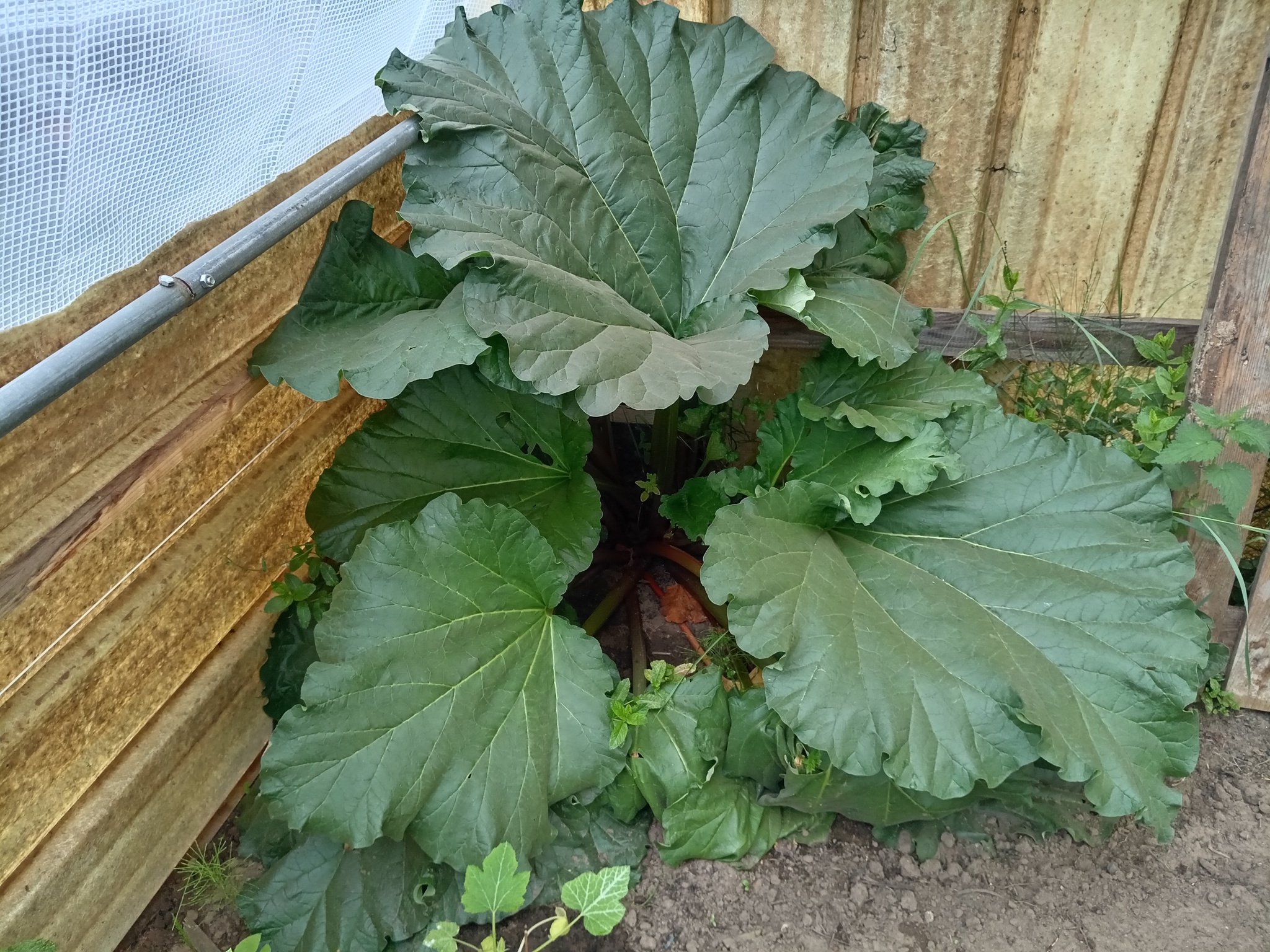bâton de rhubarbe bio