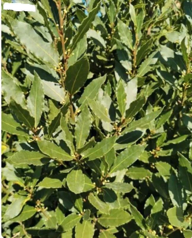 feuilles de laurier sauce fraiches