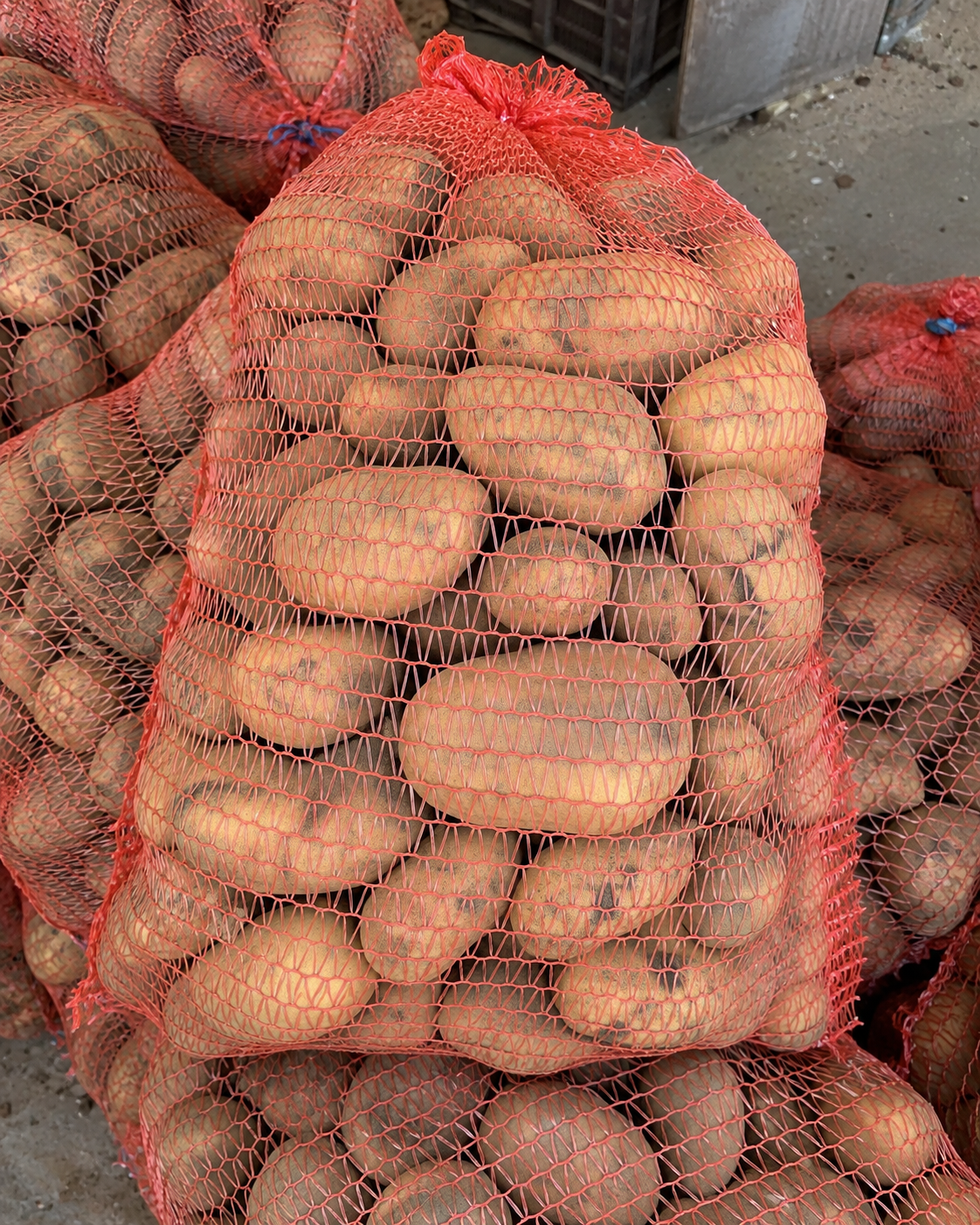 Pomme de terre de consommation