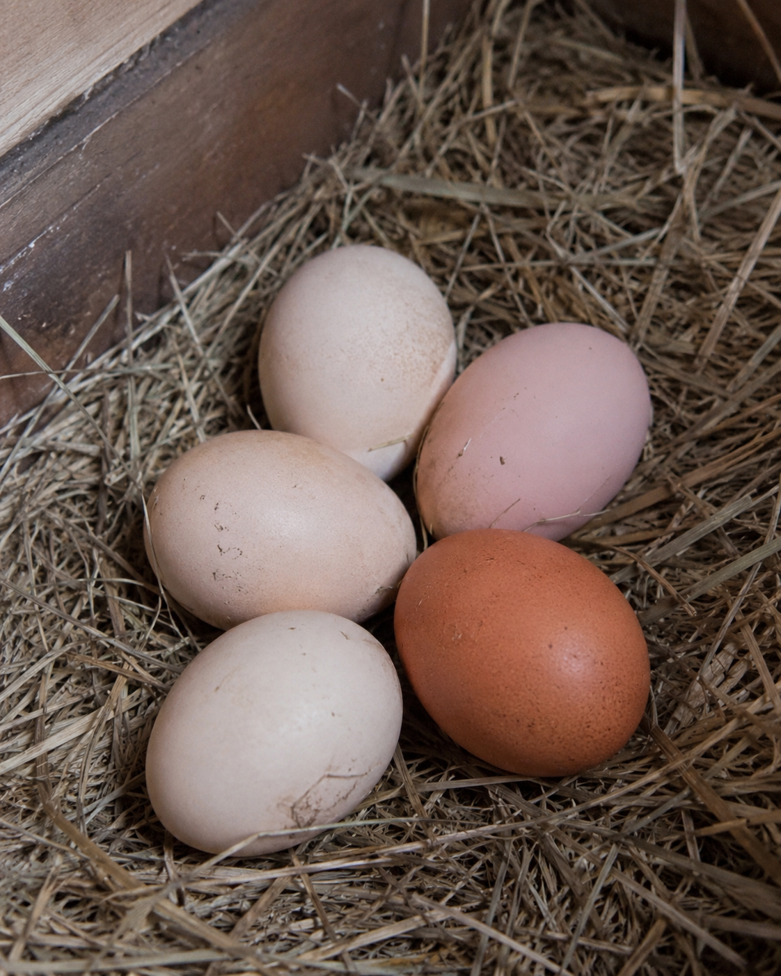 Oeufs frais par lot