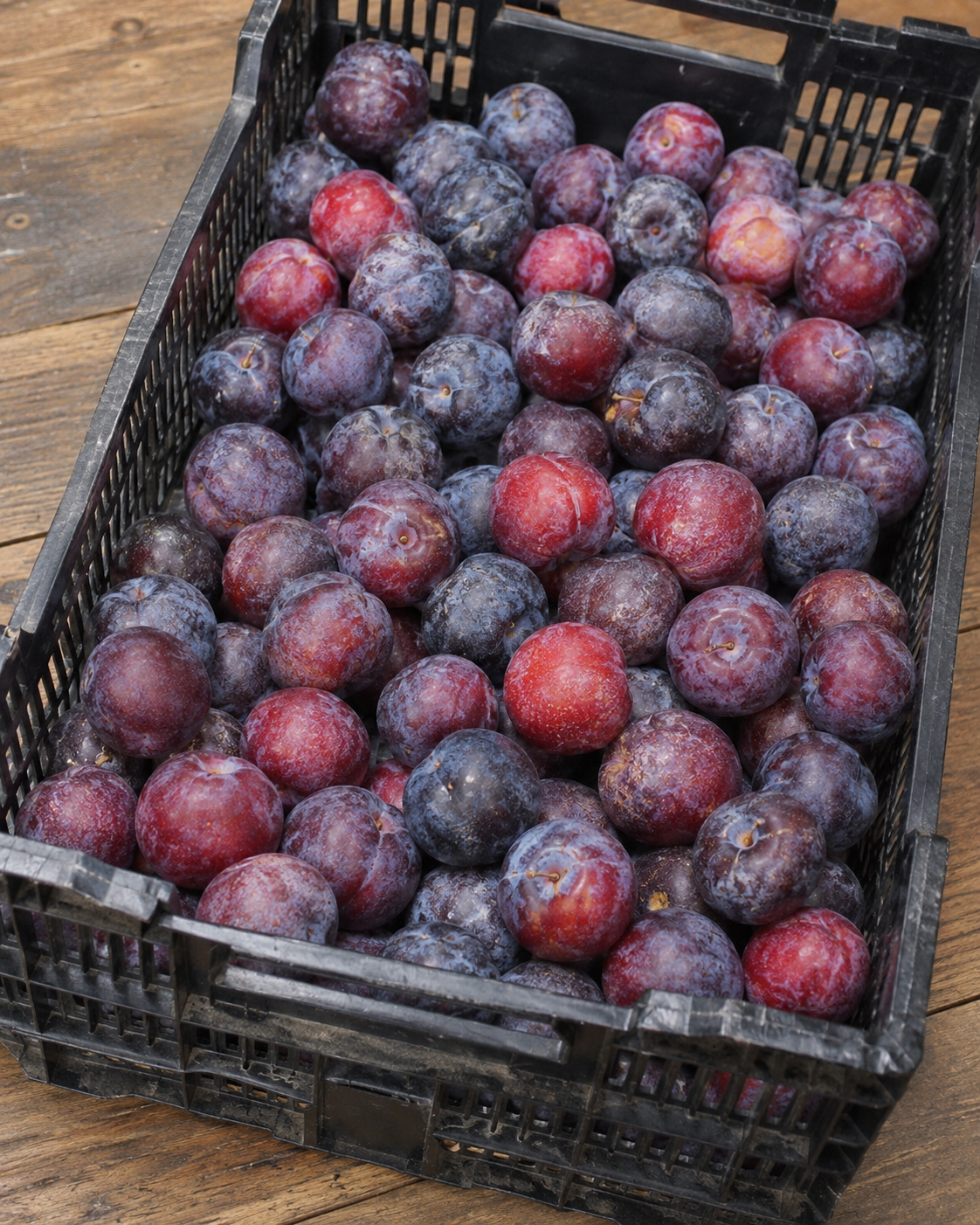 Prunes grosse taille