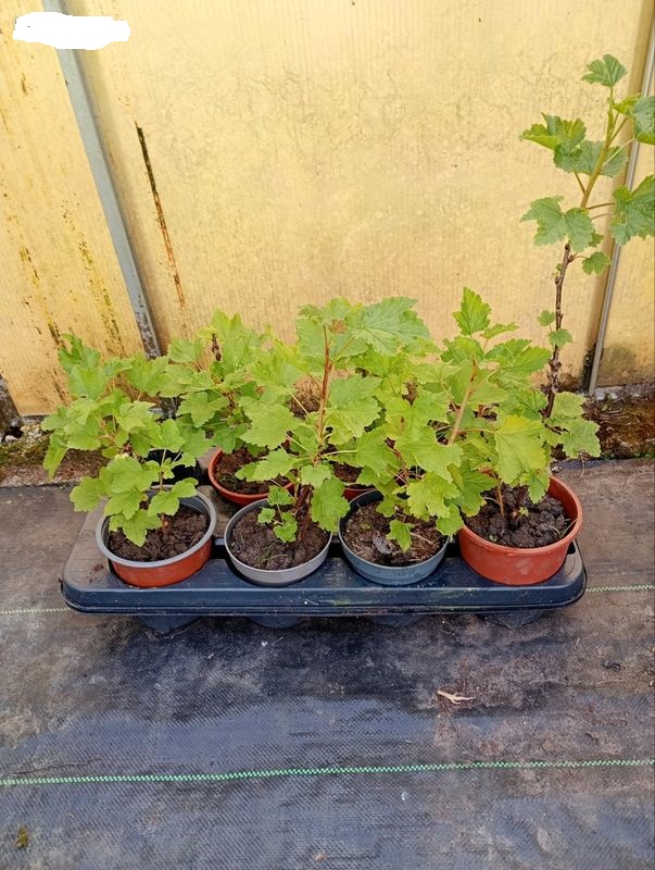 plant de groseiller